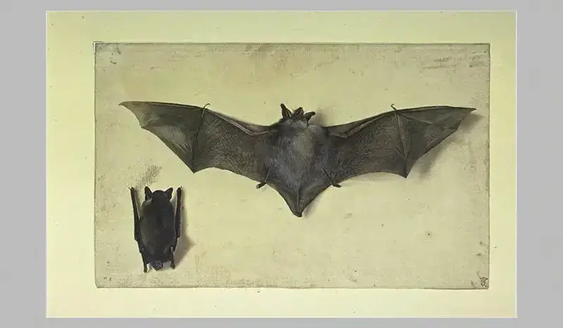 A drawing of a bat.